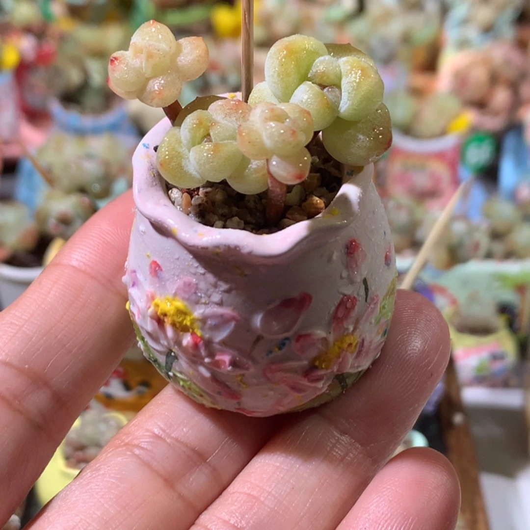 3年桩精品冰透糖心冰玉不带盆