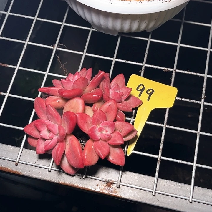 驾艹点了吧唧吧唧吧唧吧唧