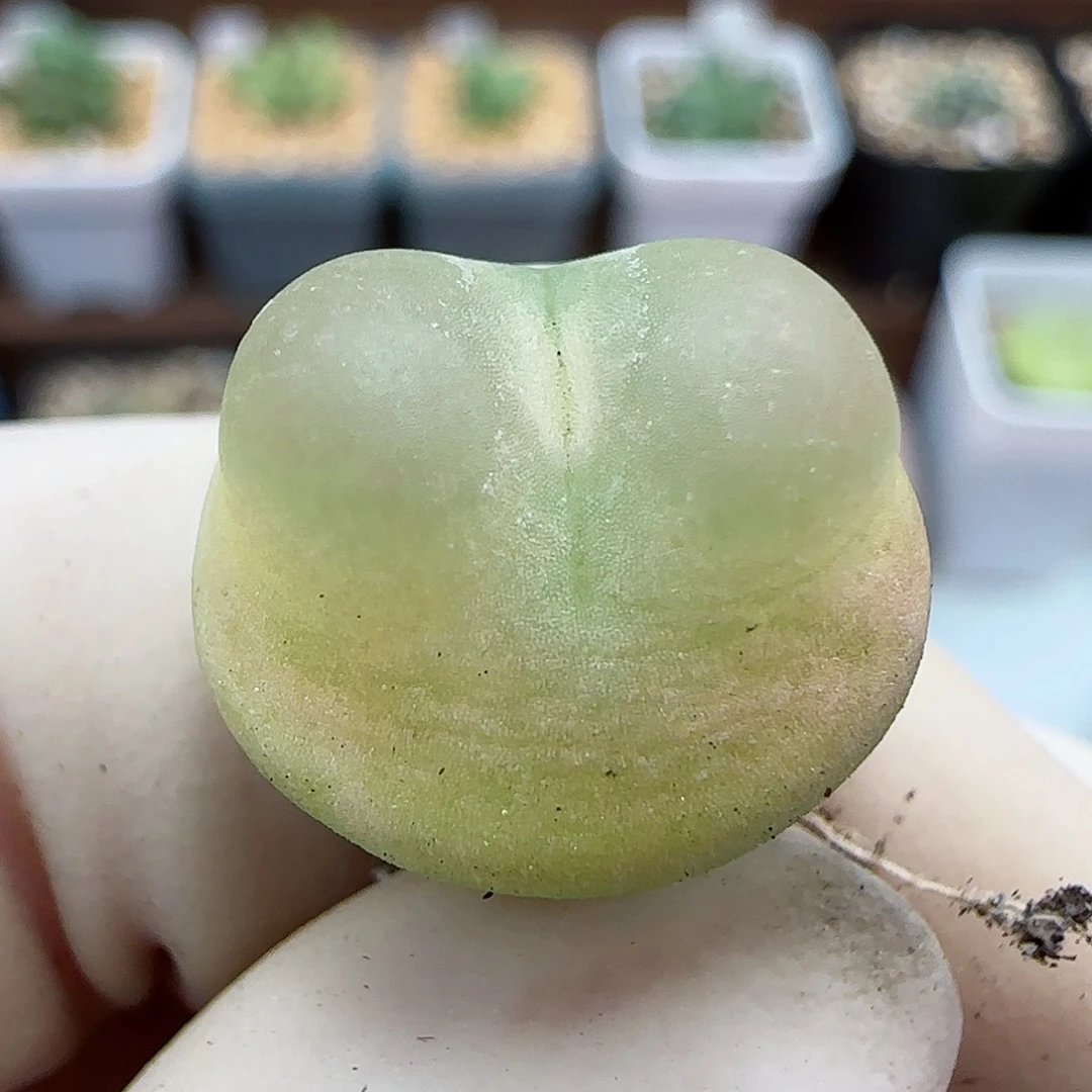 349日系大红拉登