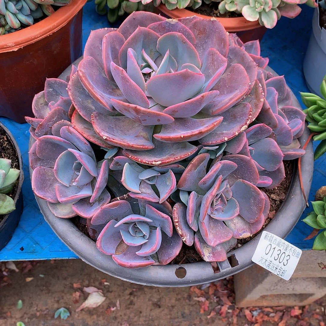 甜*   尘埃玫瑰01303