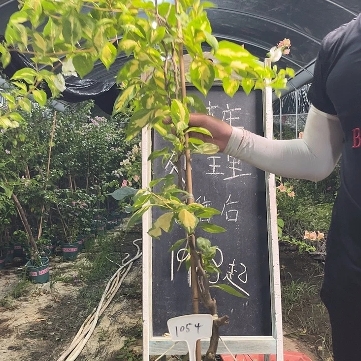 无花朵三角梅三角梅1054