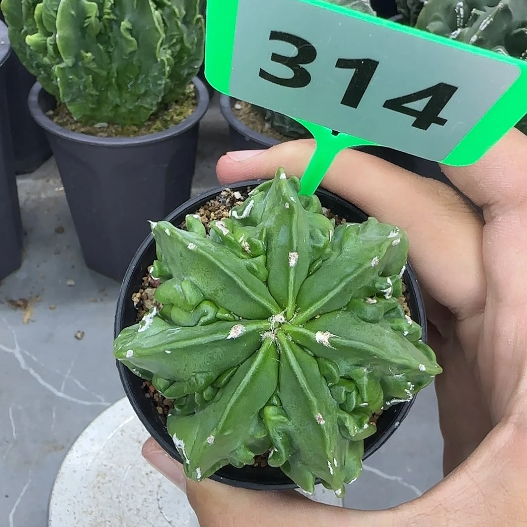 仙人球一物一拍314