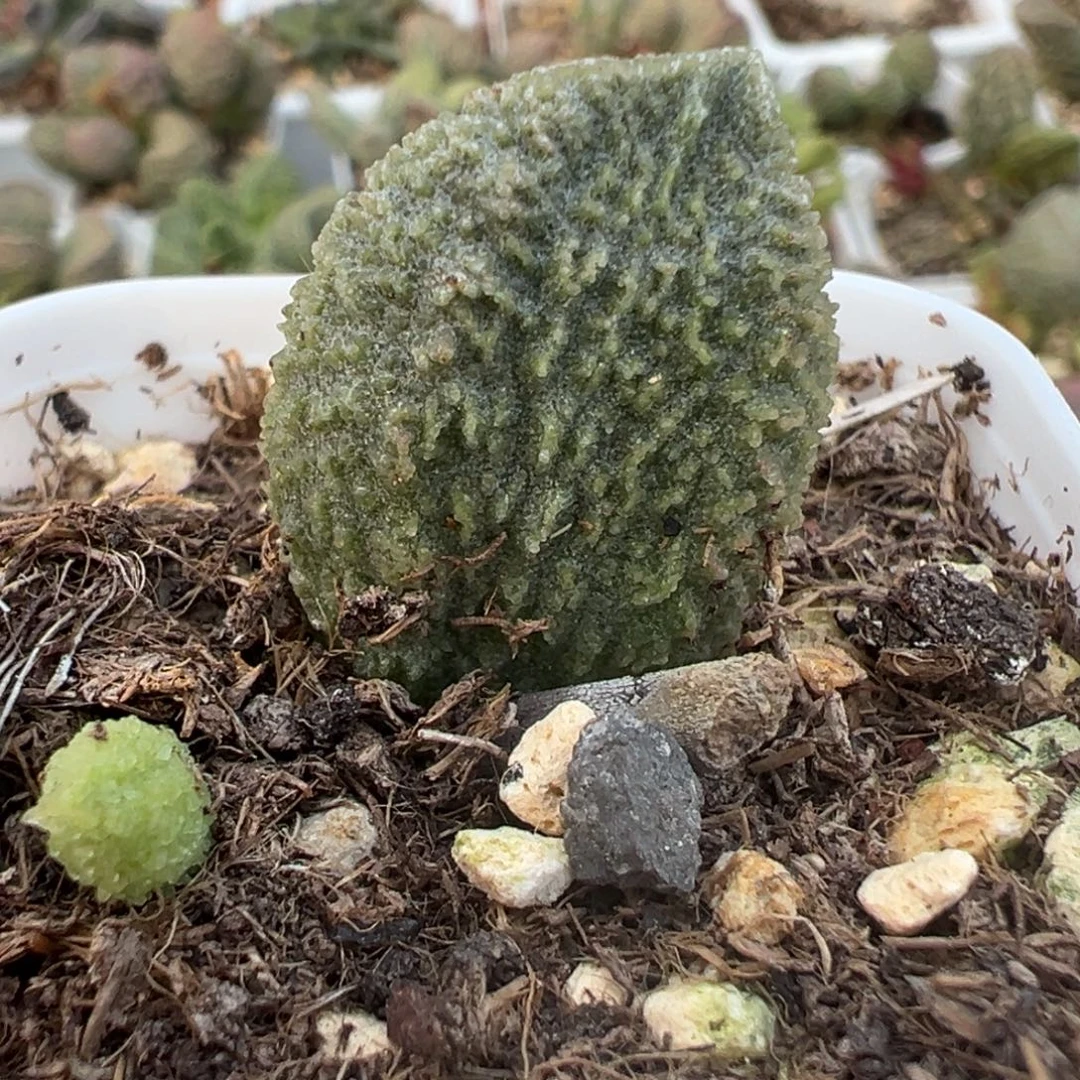 实生新品大苗多肉植物水泡