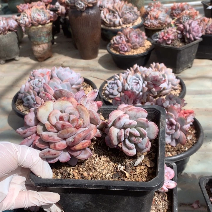 9340花花花花花花花花花