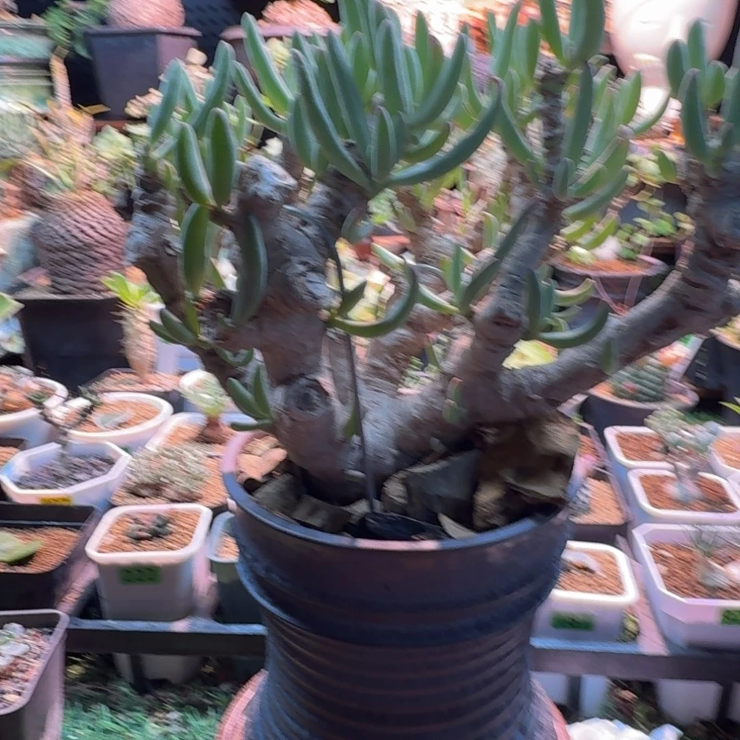 卡拉菲厚墩菊888 仙人球