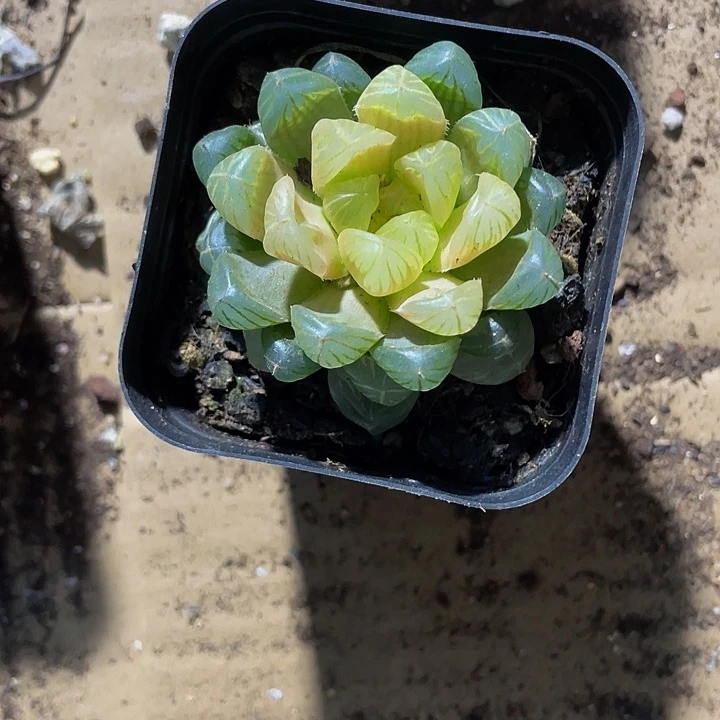 湖泊玉露4.8带盆