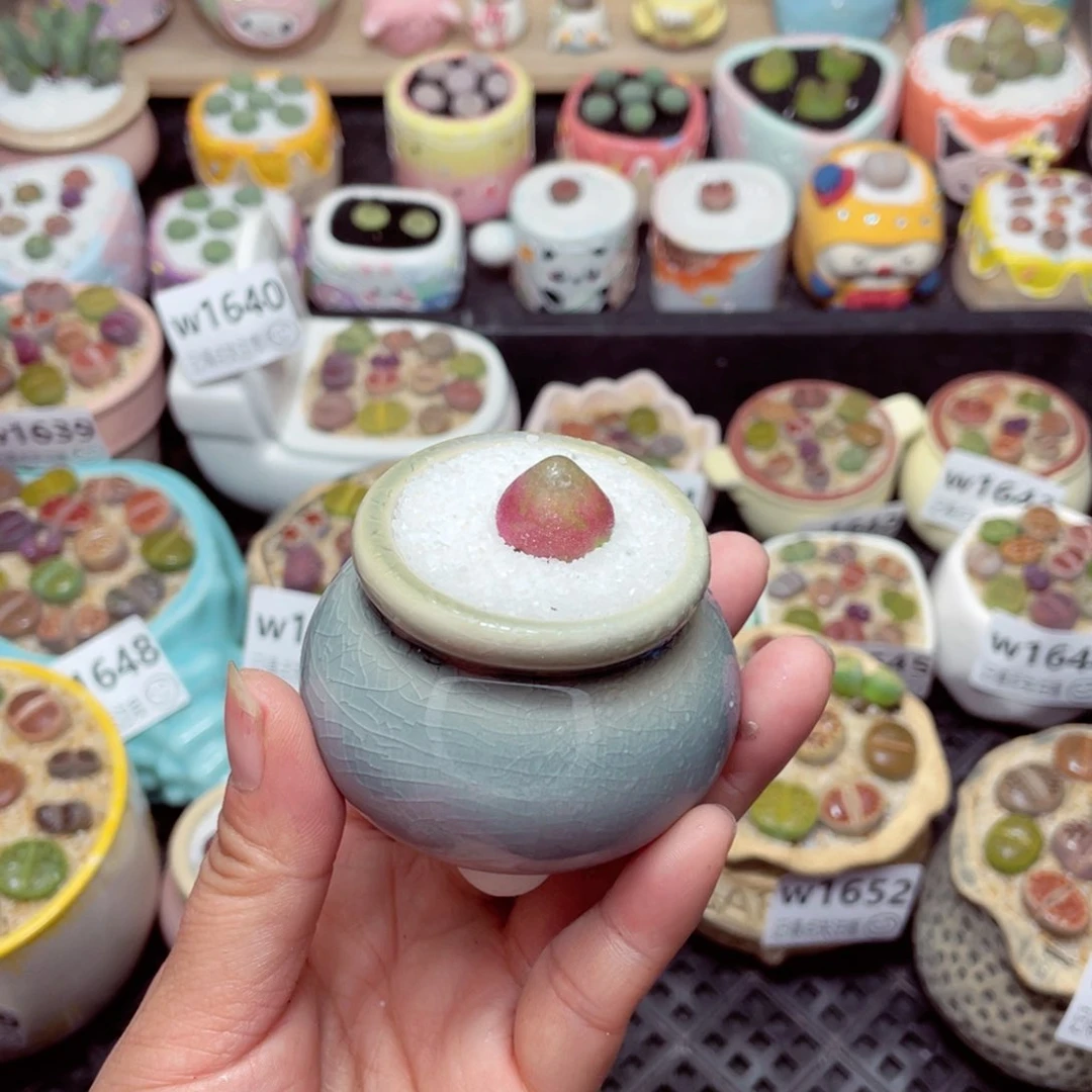 w1655 -零下地区拍保温箱-15支持寄养