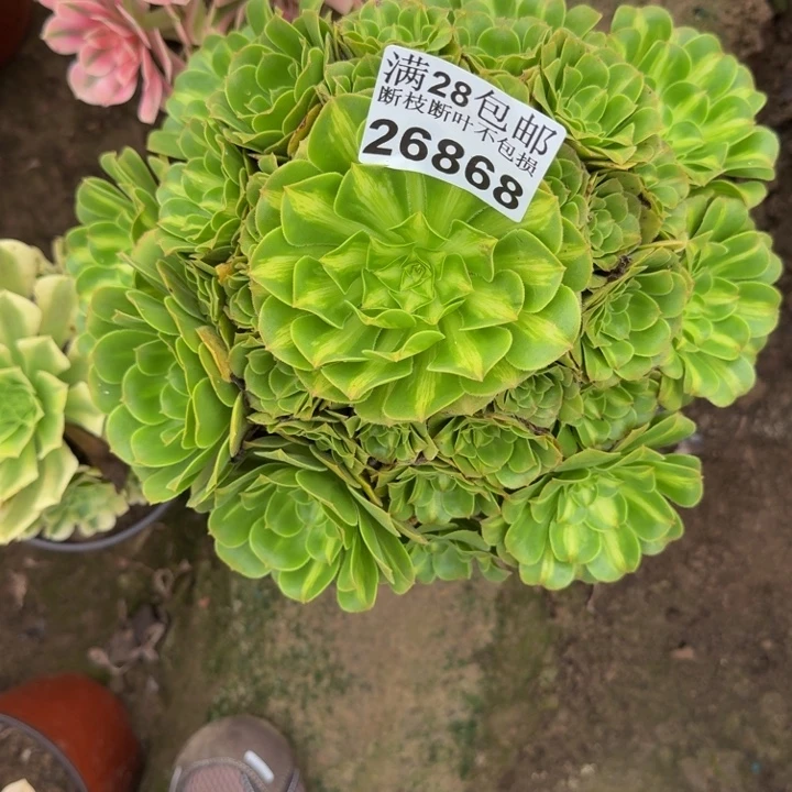 26868南琉璃不包断枝