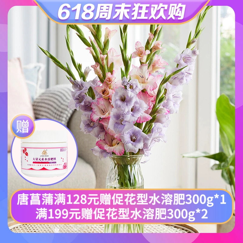 剑兰/唐菖蒲进口种球庭院阳台盆栽地栽可切花多年生观赏性花卉