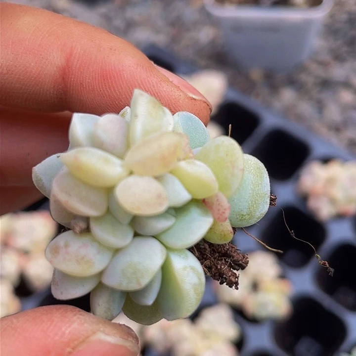 一我一拍冰玉5头