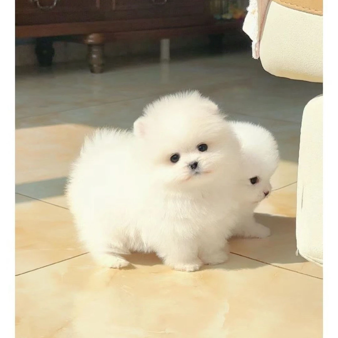 可爱温顺幼犬健康活泼直播间挑选