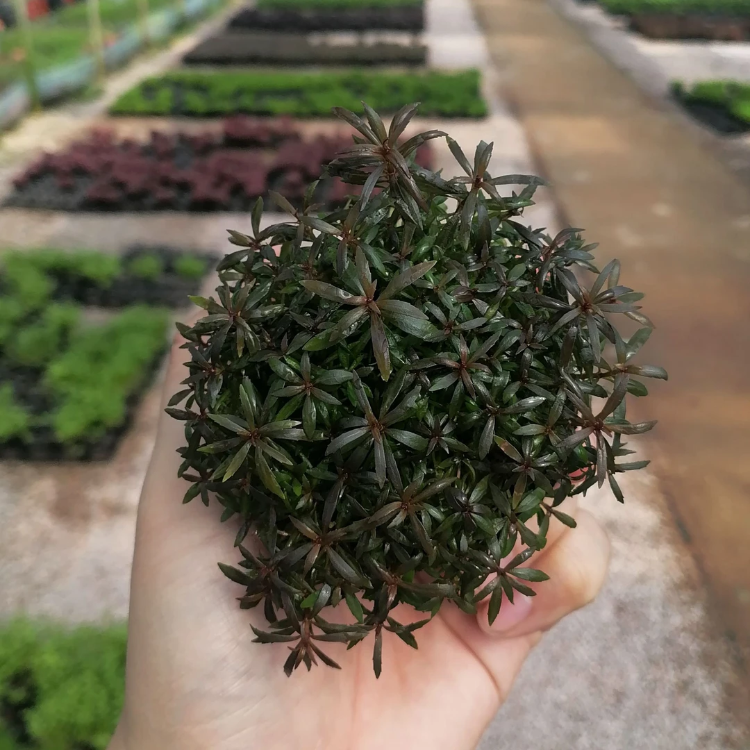 【后景水草·紫百叶】坨草鱼缸水草新人入缸成景水草坨基懒人水草
