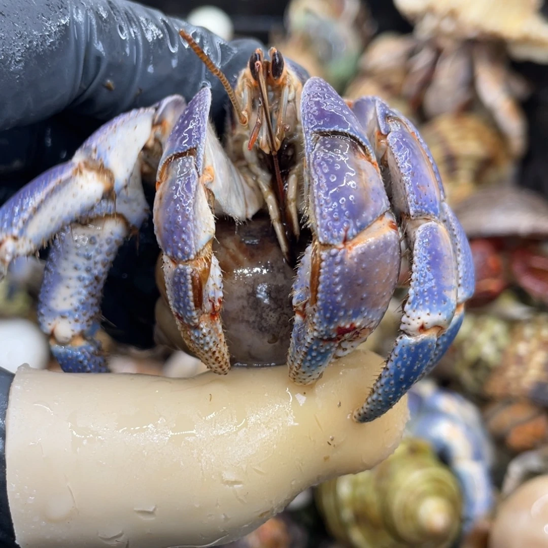 不退不换活体宠物30