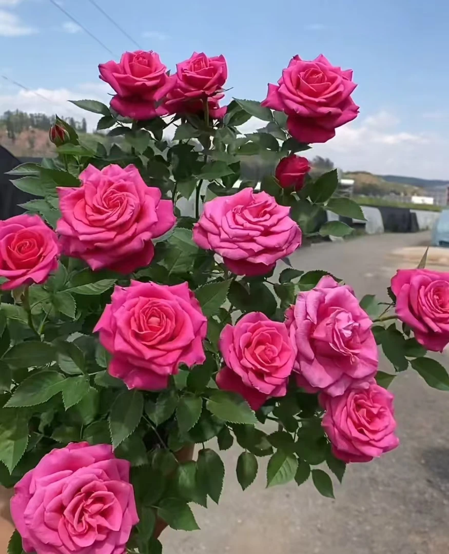【香奈儿】玫红色勤花月季月季花玫瑰鲜花室外花卉栽好养活