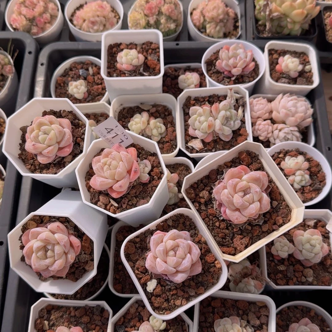 25颗一组脱土发货