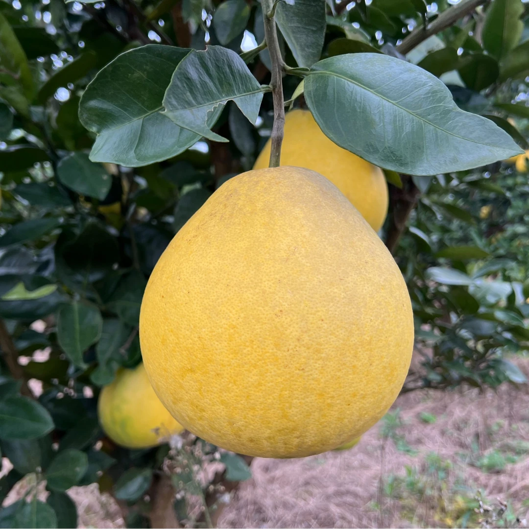 【正宗万山香柚】贵州铜仁万山香柚万山柚子新鲜当季水果产地直发