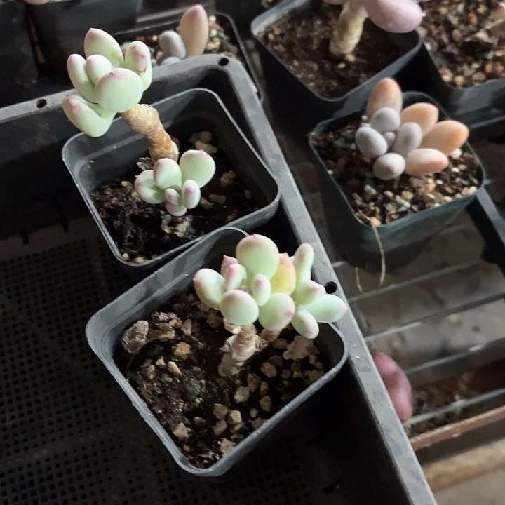 1****2c j d sh h d g ju 382