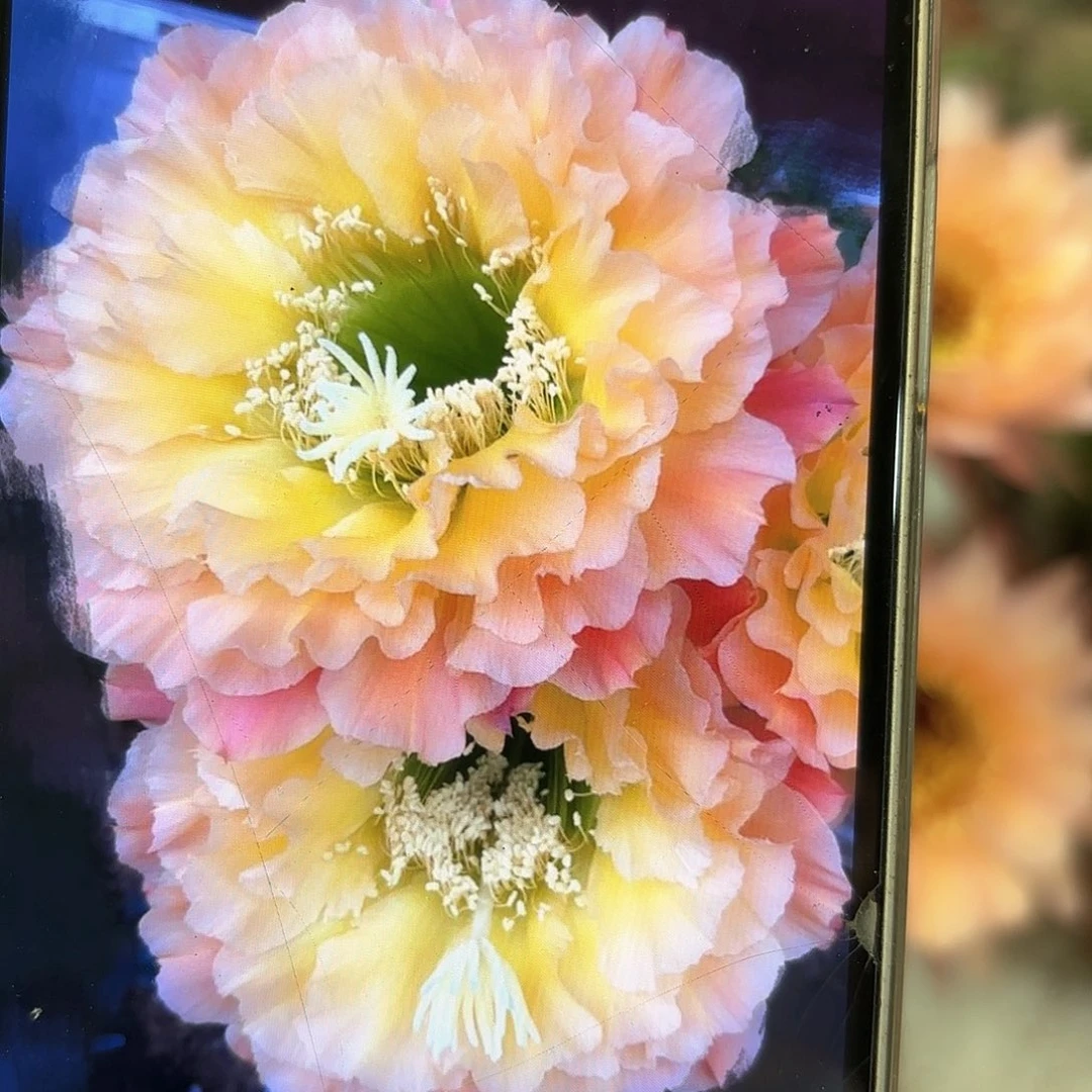 毛花柱倾城之恋侧牙4.5-5公分左右