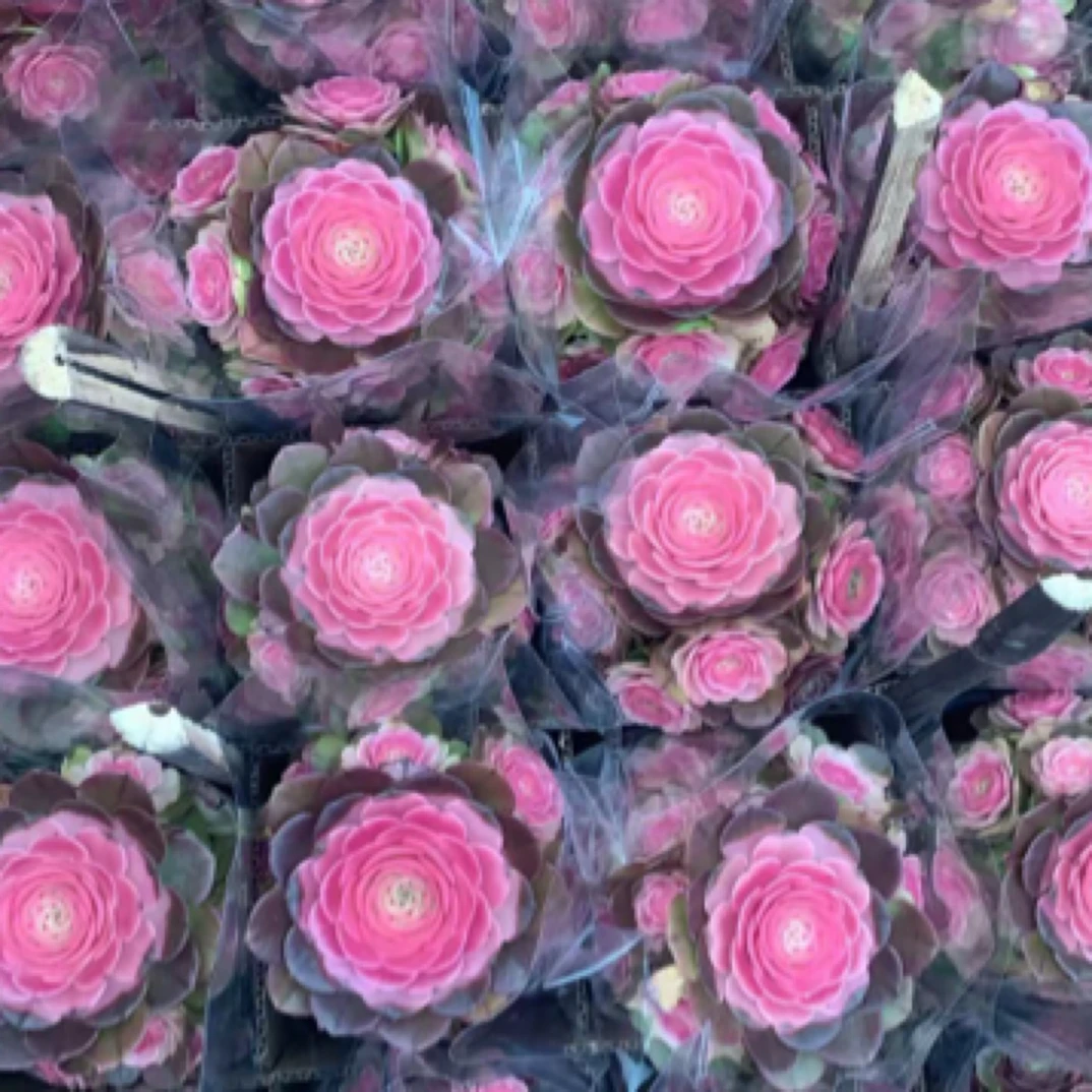 【满9.9包邮】万圣节法师多肉植物