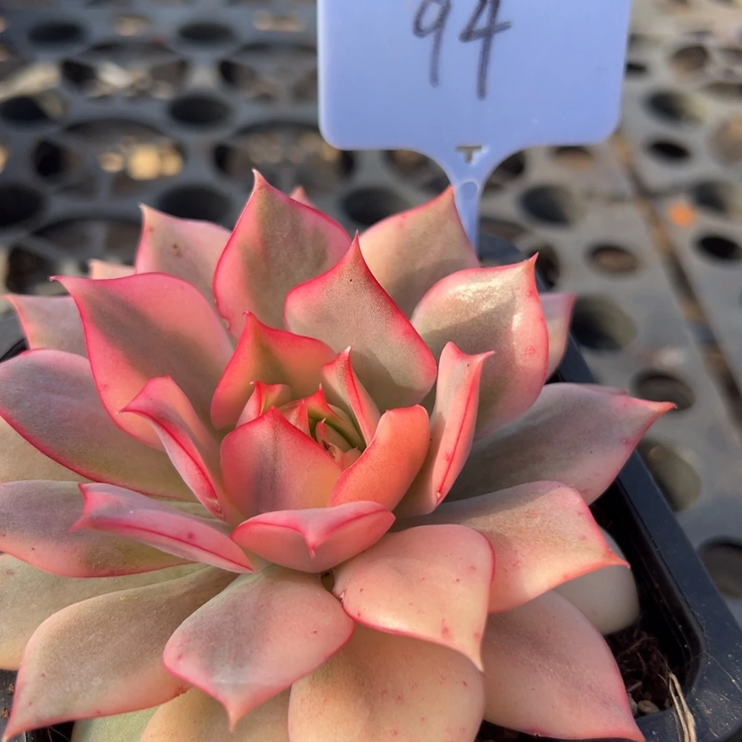 S***h宝莲灯锦多肉植物20