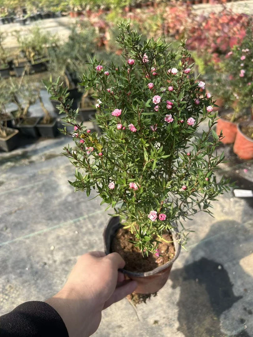 原生松红梅小盆景带花发货