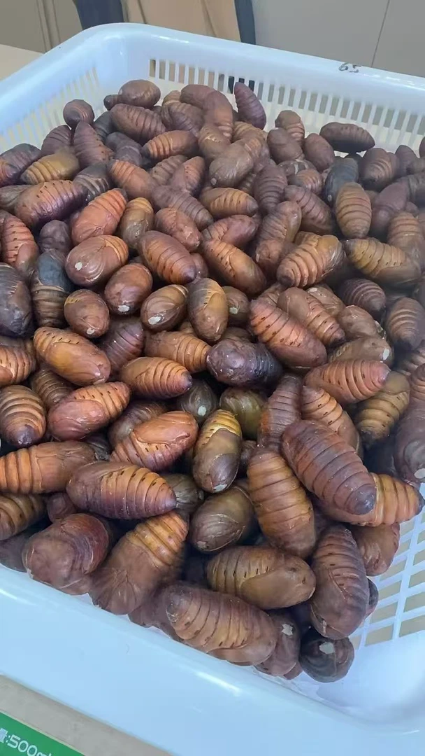 东北特产鲜活柞树茧蛹大山放养蛋白满满