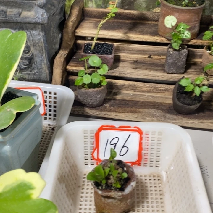 维****无花朵一物一拍196