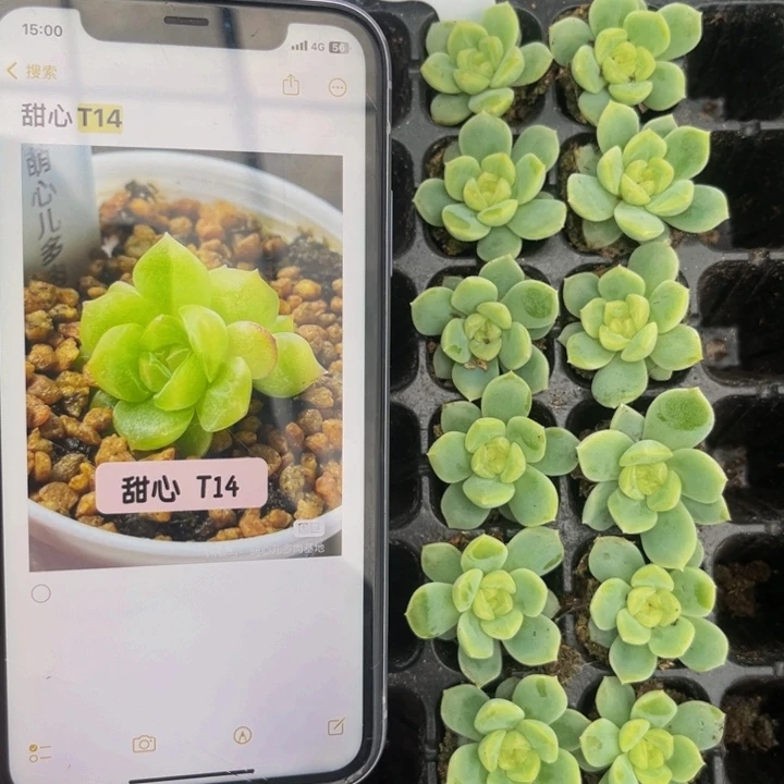 甜心t14，满9.9元包邮