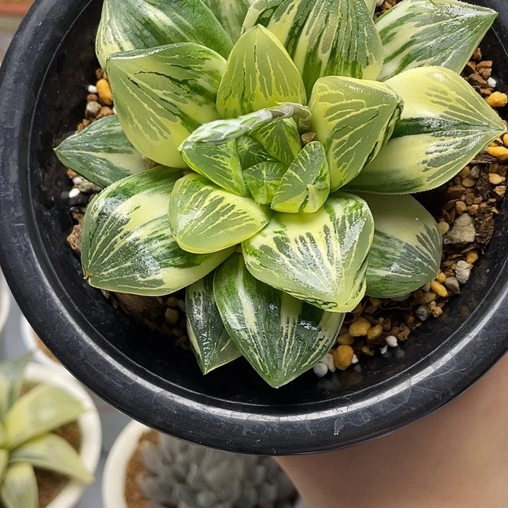 35号  实生寿锦十二卷