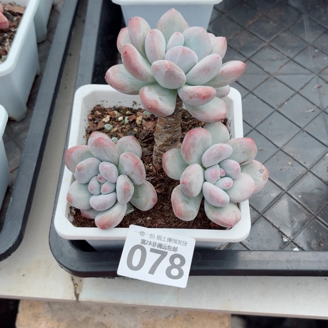 香水老桩多肉多肉多肉