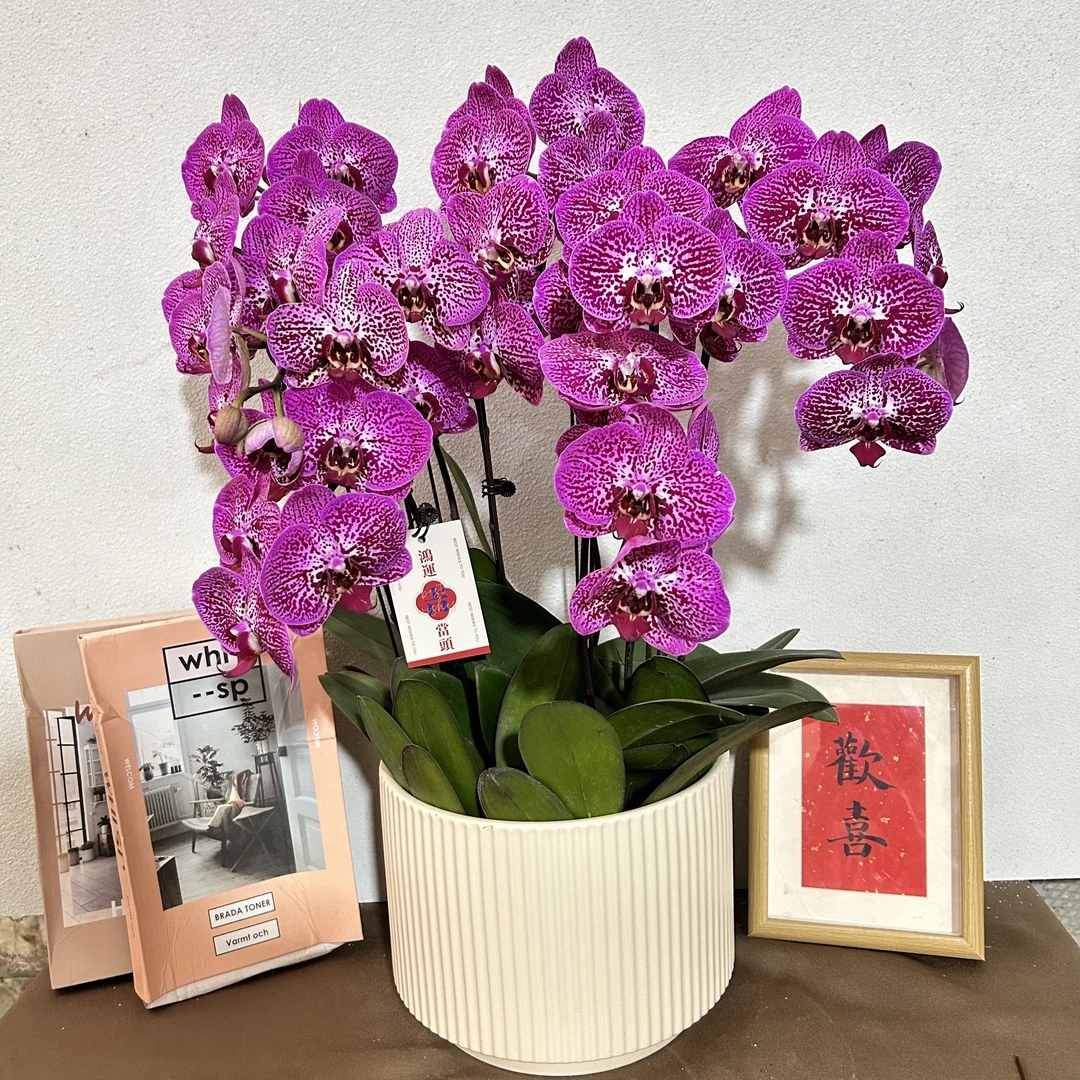 《月瑶》精选蝴蝶兰带花带花苞优质养护耐寒基地直发成活率高