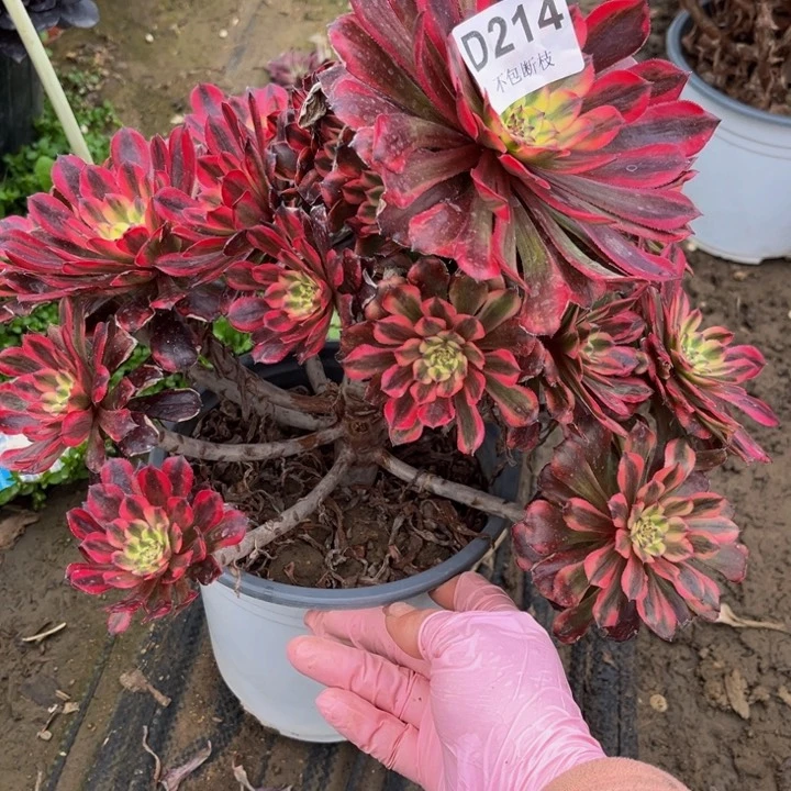 214不知名多肉法师不包断枝