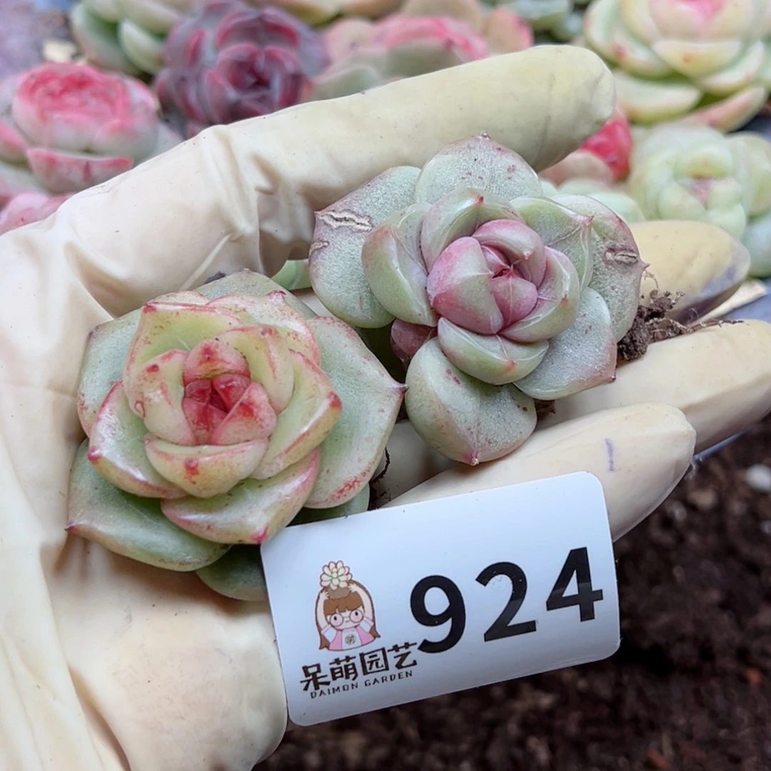 多肉植物多肉植物