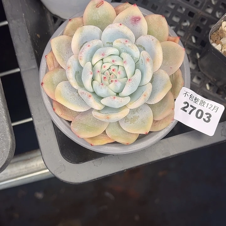 阿雅园艺。       2703梦露锦