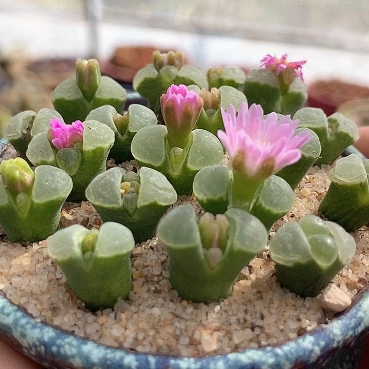 风铃y400一组两颗