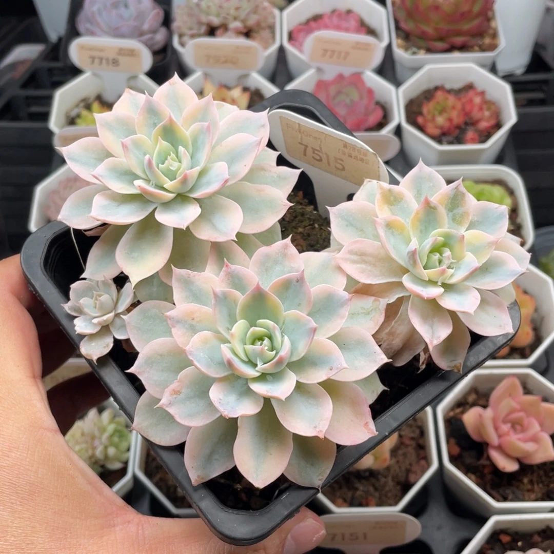 皮氏锦7515-14.5厘米