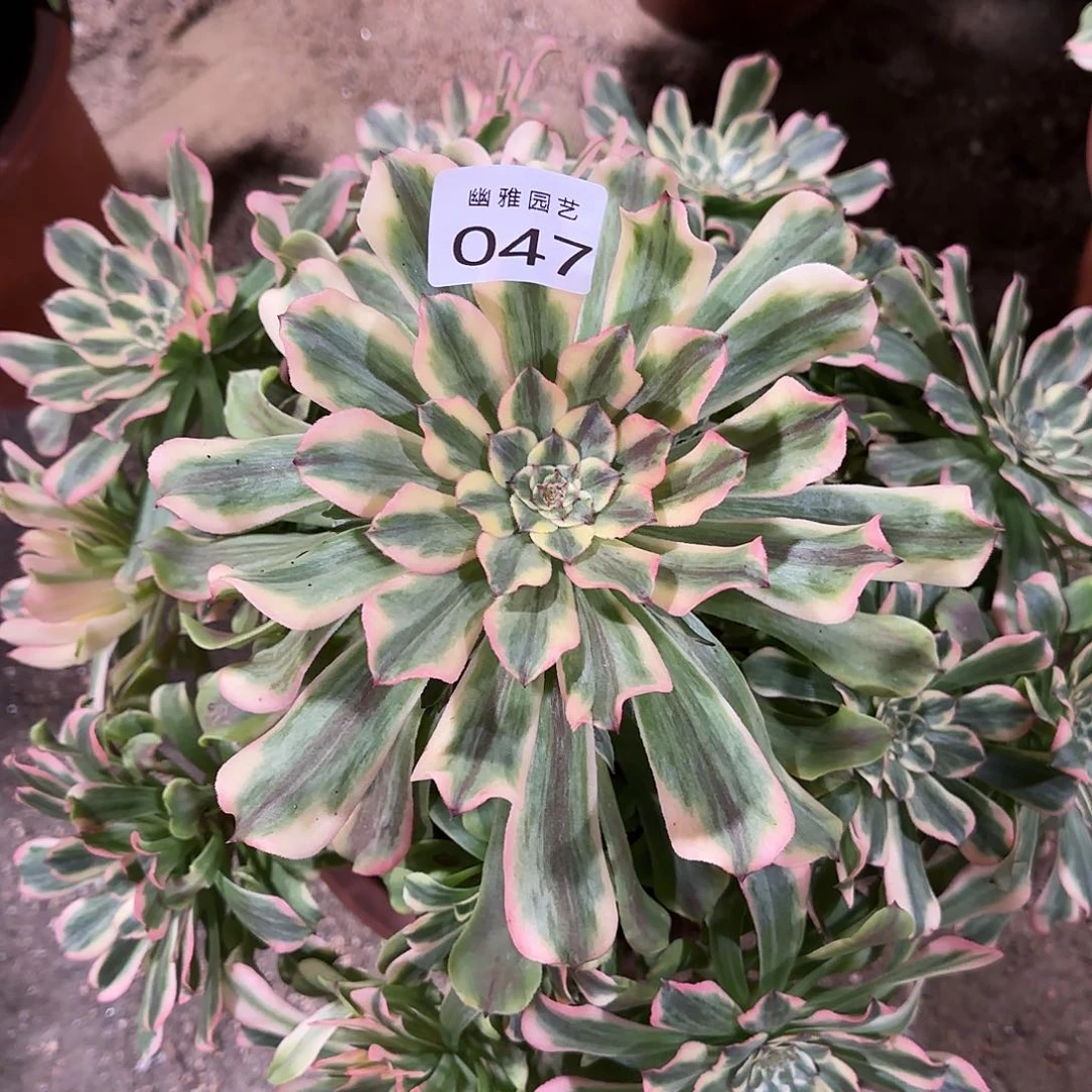 多肉植物黛玉047