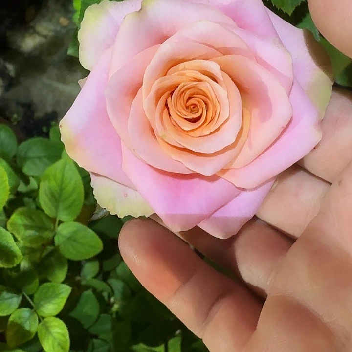 无花朵苏茜一加仑