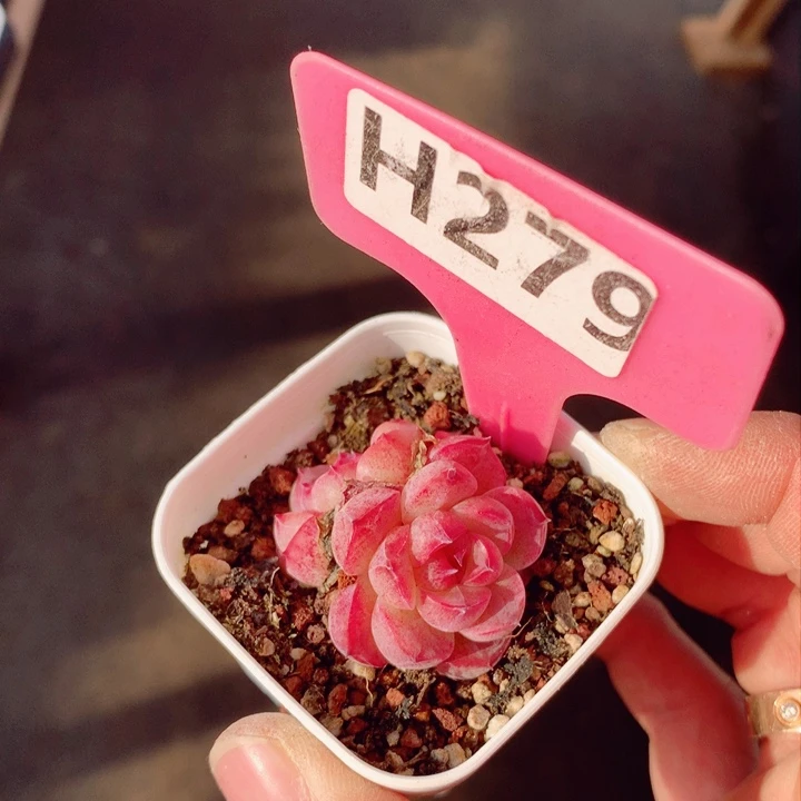 s****e新品3.5cm多肉植物