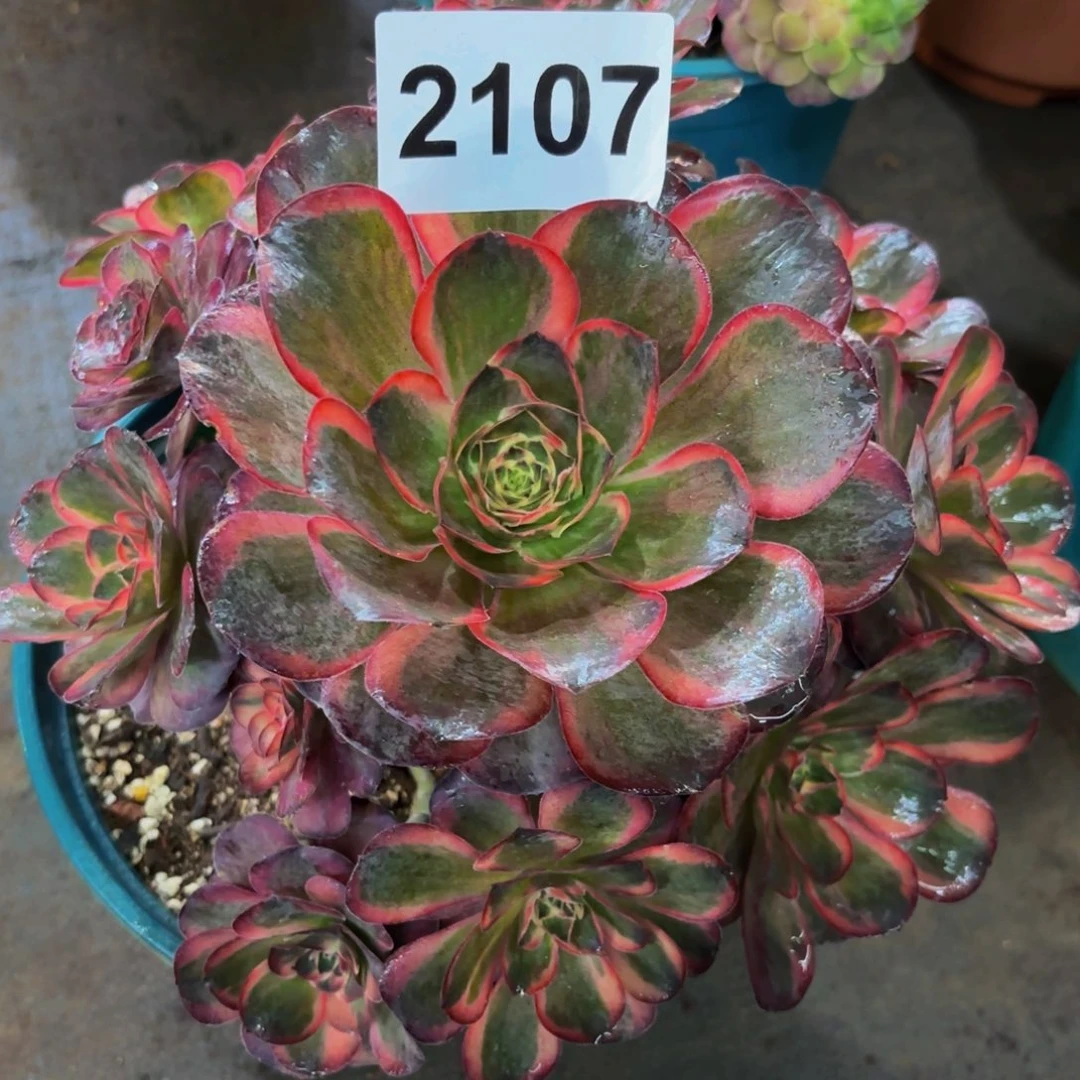 2107多肉植物玫金玫瑰锦