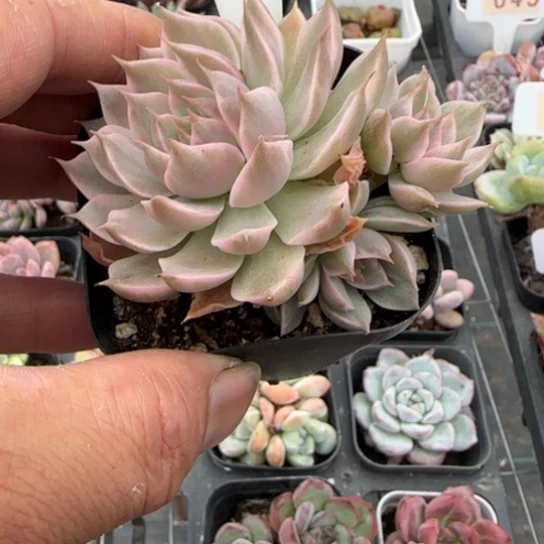 568玛格丽特锦一物一拍多肉