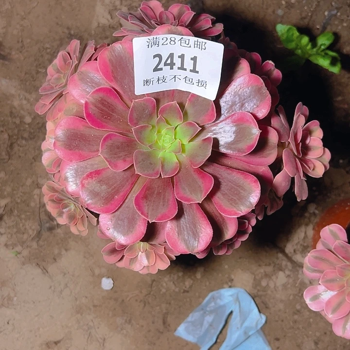 2411美杜莎多肉植物