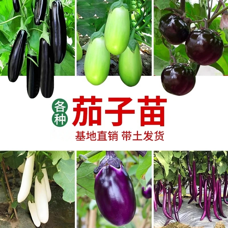 茄子苗秧苗线茄子苗特大紫红长茄苗黑圆茄幼苗绿罐茄王四季蔬菜苗