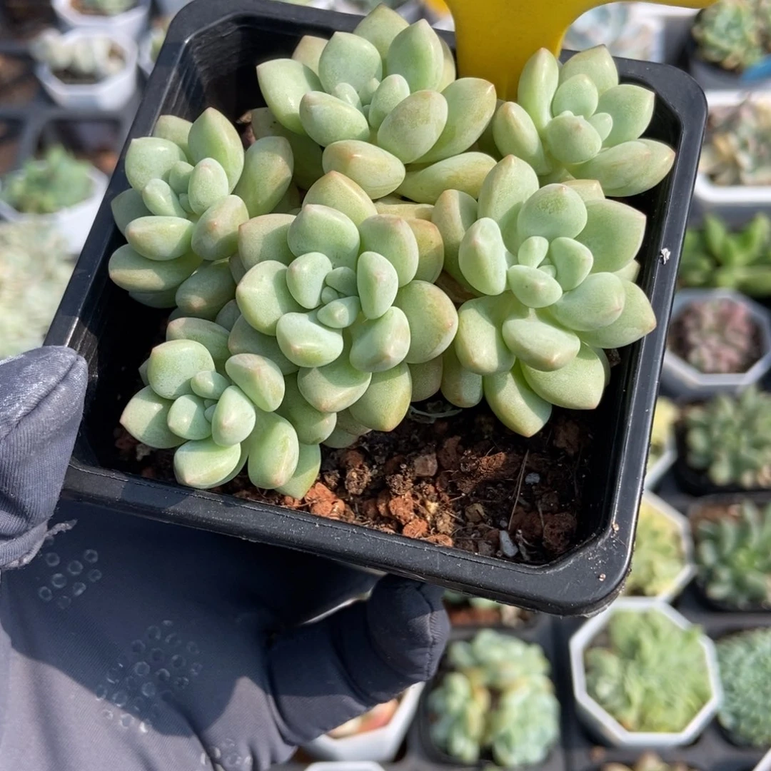 1087泡泡糖多肉植物保护