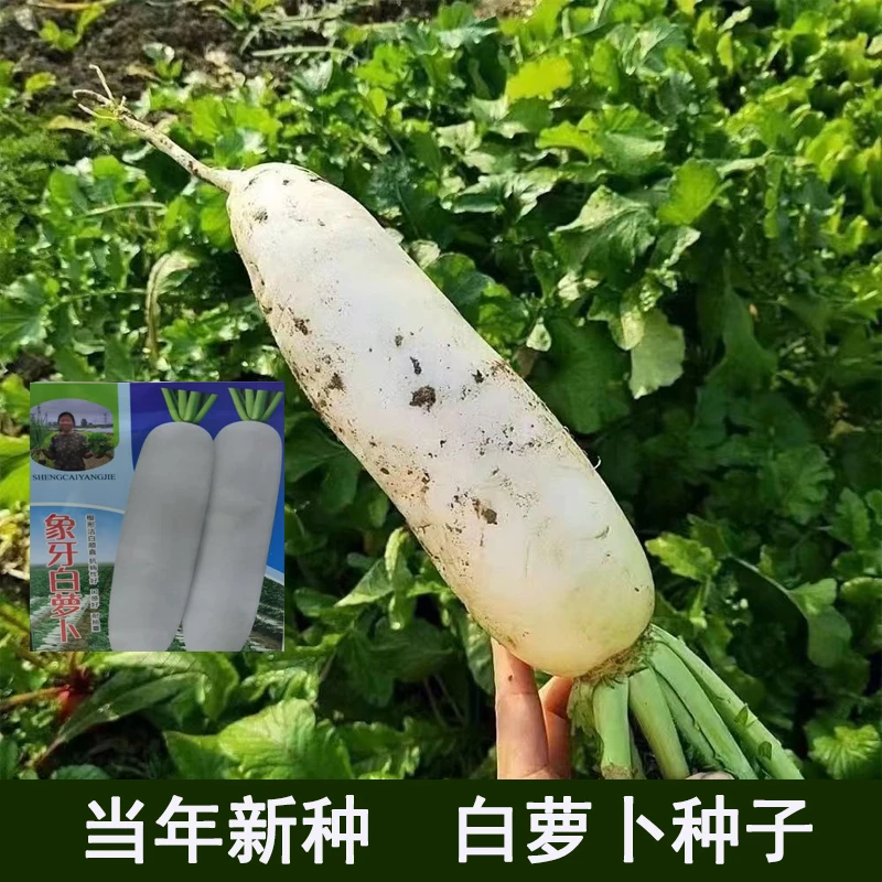 【生菜杨姐推荐】白萝卜种子易种蔬菜种子