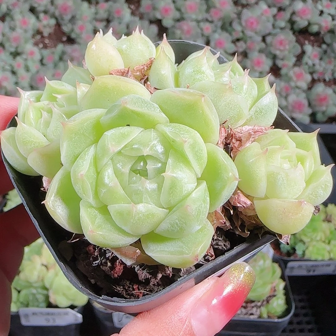 0922-96麦秆优选不包整