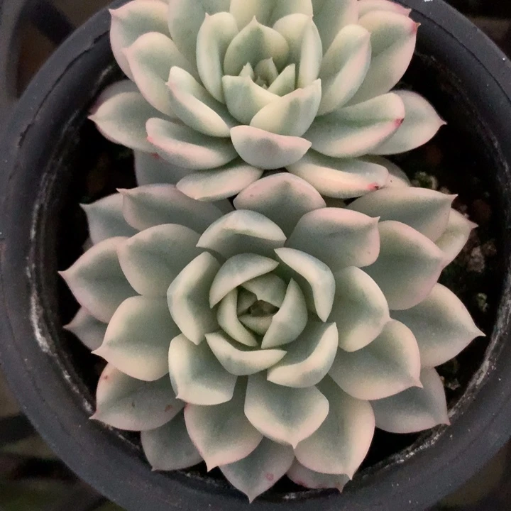 e104双头脱土发货