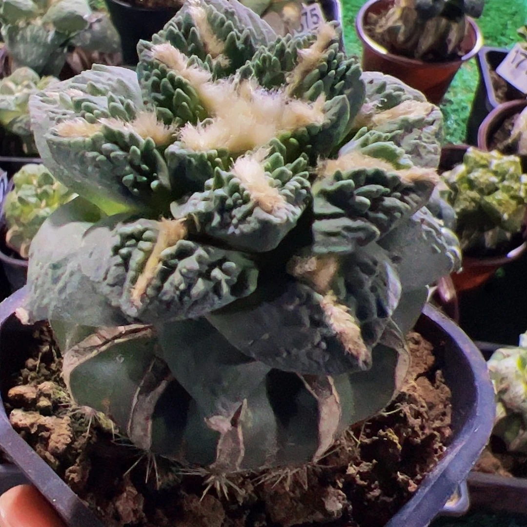 无花朵福利白肌炸尤龟甲牡丹254