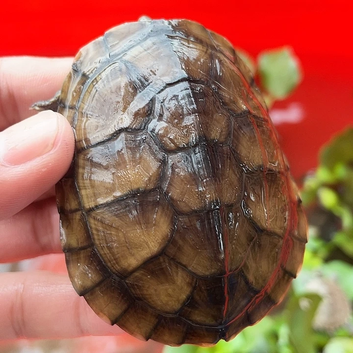 不分公母宠物龟小青