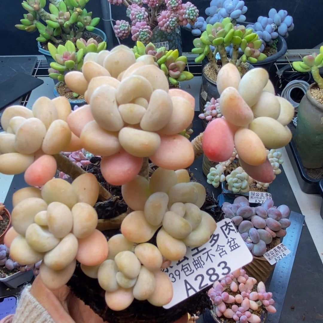 283白奶糖多肉9c m
